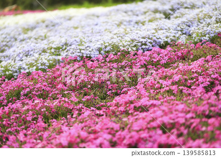 Pink and light purple moss phlox cover the slopes of the park. 139585813