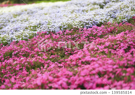 Pink and light purple moss phlox cover the slopes of the park. 139585814