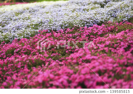 Pink and light purple moss phlox cover the slopes of the park. 139585815