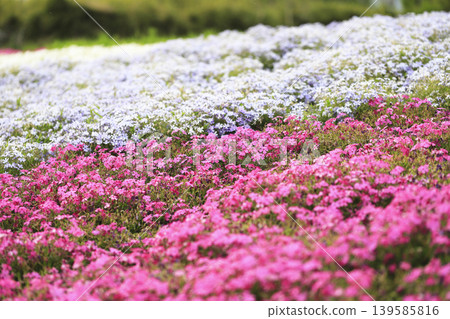 Pink and light purple moss phlox cover the slopes of the park. 139585816