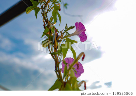 藍天下盛開的牽牛花(照片) 藍天下盛開的牽牛花(照片) 139585866