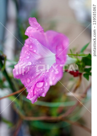 牽牛花上掛著水珠（照片） 139585867