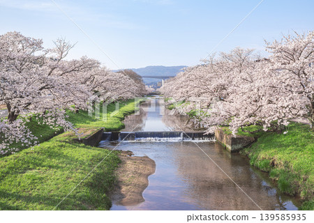 春意盎然，多摩友川兩岸櫻花盛開，天空湛藍晴朗。 139585935