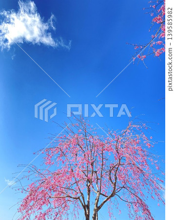 發光在藍天的桃紅色櫻花 139585982