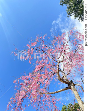 Pink cherry blossoms shining in the blue sky Pink cherry blossoms shining in the blue sky 139585985