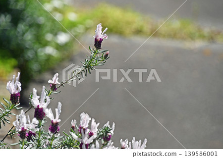 French Lavender French Lavender 139586001
