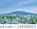 春天的粉蝶花、富士山和藍天 139586023