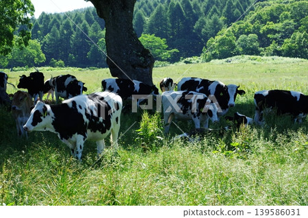 In the middle of summer, on the Kayano-daira Plateau in Kijimadaira Village, Nagano Prefecture, numerous dairy cows have come to escape the heat and are happily grazing on the grass. In the middle of summer, on the Kayano-daira Plateau in Kijimadaira Village, Nagano Prefecture, numerous dairy cows have come to escape the heat and are happily grazing on the grass. 139586031