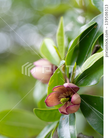 The flowers of the Magnolia figo bloom in early summer. 139586313