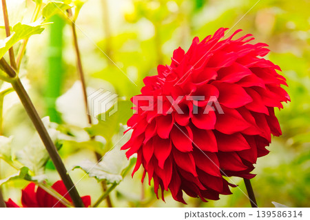 Bright red dahlia flowers blooming in the park Bright red dahlia flowers blooming in the park 139586314