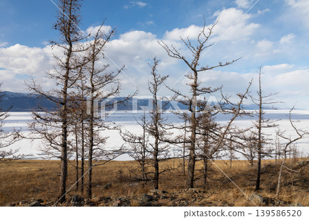 Ogoy Island shoreline with leafless trees and frozen Lake Baikal panorama Ogoy Island shoreline with leafless trees and frozen Lake Baikal panorama 139586520