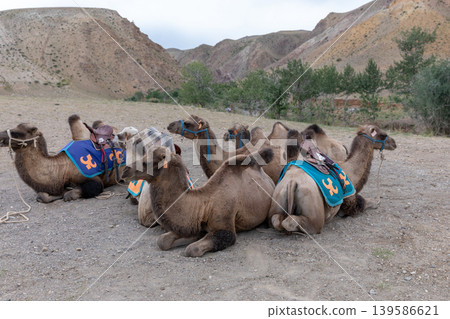 Resting Bactrian camels with saddles in desert valley near Dunhuang oasis Resting Bactrian camels with saddles in desert valley near Dunhuang oasis 139586621