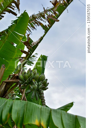 Island banana tree Island banana tree 139587035