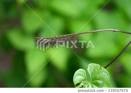 A creepy caterpillar perched on a branch 139587078
