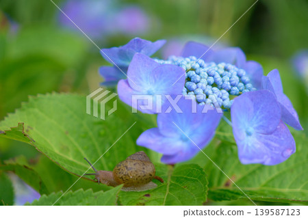 一隻蝸牛爬過繡球花葉子。 一隻蝸牛爬過繡球花葉子。 139587123