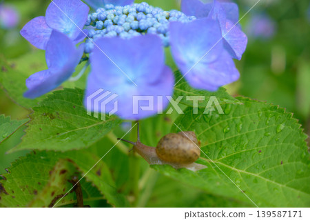 A snail moving across a hydrangea leaf. A snail moving across a hydrangea leaf. 139587171