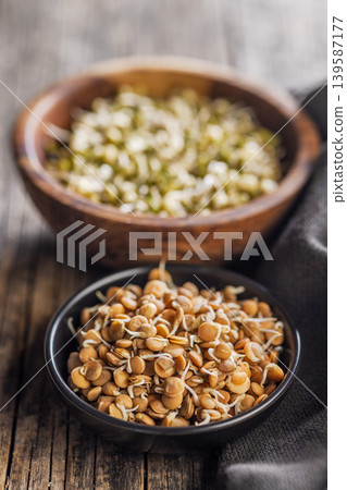 Fresh Sprouts in Bowls With Lentil and Mung Beans on Rustic Wooden Table, Healthy Vegan Food Fresh Sprouts in Bowls With Lentil and Mung Beans on Rustic Wooden Table, Healthy Vegan Food 139587177