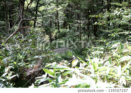 A fallen tree that fell due to a typhoon A fallen tree that fell due to a typhoon 139587287