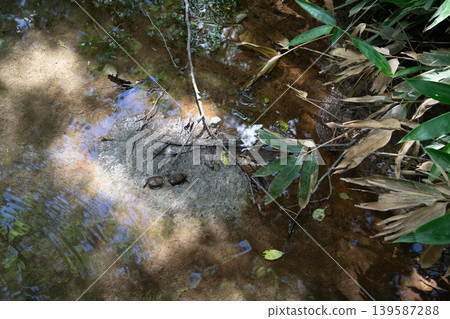 Fallen leaves floating on the water Fallen leaves floating on the water 139587288