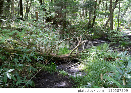 Small waterfall in the forest 139587299