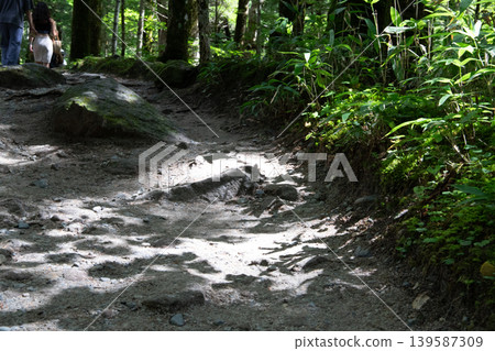 Forest road swollen by heavy rain Forest road swollen by heavy rain 139587309