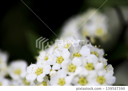 公園花圃裡盛開著白色的繡線菊 公園花圃裡盛開著白色的繡線菊 139587390