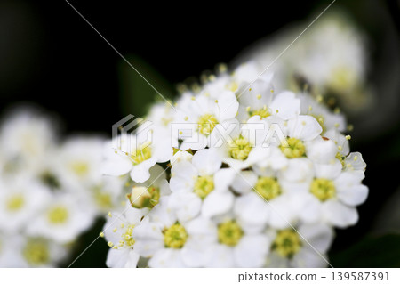 公園花圃裡盛開著白色的繡線菊 公園花圃裡盛開著白色的繡線菊 139587391