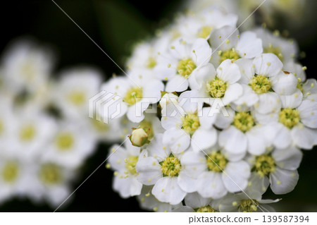 White Spiraea flowers blooming in the park's flowerbeds White Spiraea flowers blooming in the park's flowerbeds 139587394