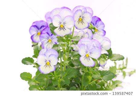 Purple pansies, white flowers with purple edges, against a bright background. Purple pansies, white flowers with purple edges, against a bright background. 139587407