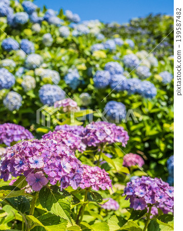 Blue hydrangea Blue hydrangea 139587482