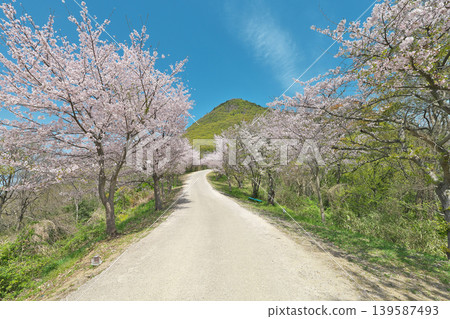 [高屋神社參道兩旁的櫻花樹] 香川縣觀音市高屋町 139587493