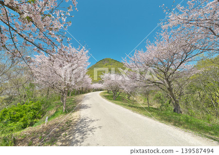 [Cherry blossom trees lining the approach to Takaya Shrine] Takaya-cho, Kanonji City, Kagawa Prefecture 139587494