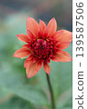Orange dahlias blooming in soft light 139587506