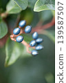 Viburnum tinus bearing blue berries 139587507
