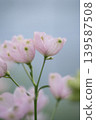 Pink delphiniums bathed in soft light 139587508