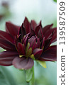 Deep-colored black dahlias 139587509