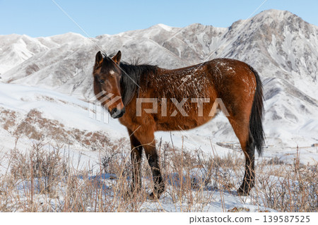 Snowy horse standing in Chunkurchak Valley with winter mountains in background Snowy horse standing in Chunkurchak Valley with winter mountains in background 139587525