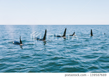 Pod of killer whales swimming in Avacha Bay, Kamchatka with dorsal fins above sea Pod of killer whales swimming in Avacha Bay, Kamchatka with dorsal fins above sea 139587689