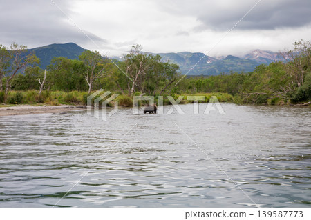 Brown bear wading in river near Kuril Lake with mountains and cloudy sky Brown bear wading in river near Kuril Lake with mountains and cloudy sky 139587773