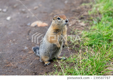 Ground squirrel standing upright on dirt path beside green grass in park 139587787