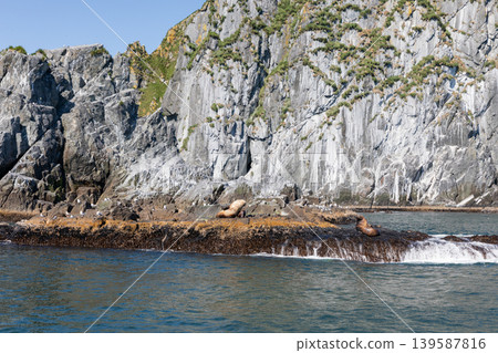 Sea lions resting on rocky shore at Starichkov Island near Kamchatka Peninsula 139587816