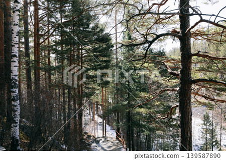 Winter forest trail with pine and birch trees in snowy Nordic woodland Winter forest trail with pine and birch trees in snowy Nordic woodland 139587890