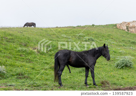 Black horse standing on green hillside pasture in Dagestan countryside, Russia Black horse standing on green hillside pasture in Dagestan countryside, Russia 139587923