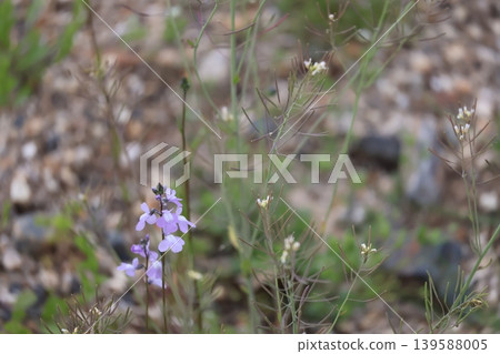 A close-up view of the purple petals of the wild flower *Linaria japonica*. A close-up view of the purple petals of the wild flower *Linaria japonica*. 139588005