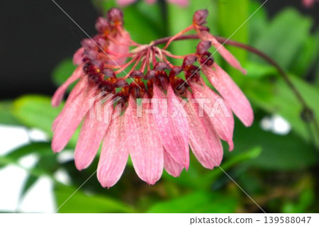 Bulbophyllum zamboangense 139588047