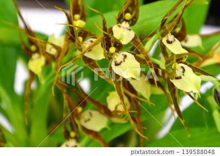 Brassia 139588048