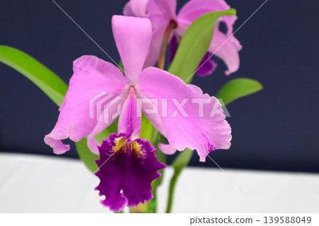 Purple Cattleya Purple Cattleya 139588049