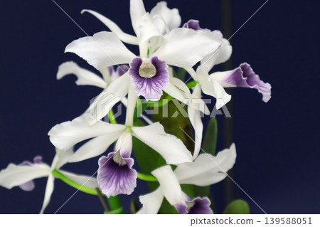 White Lancattleya purpurata White Lancattleya purpurata 139588051