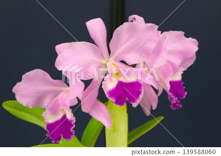 Pink Cattleya trianae flowers Pink Cattleya trianae flowers 139588060