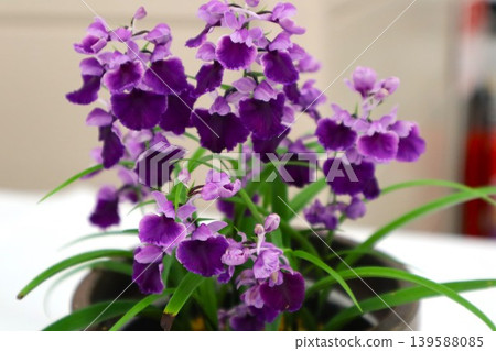 Ucho-ran (Pieris japonica) 139588085